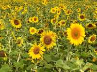 成都這片向日葵花海 直接把我美到語塞🌻