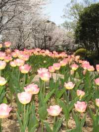 太子灣公園鬱金香觀賞攻略：邂逅杭城頂流春色