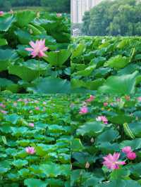 合肥賞荷攻略｜夏日限定版城市美學