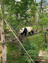 The Pandas of Chengdu!