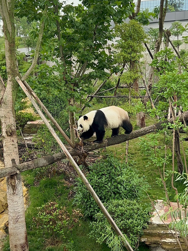 The Pandas of Chengdu!