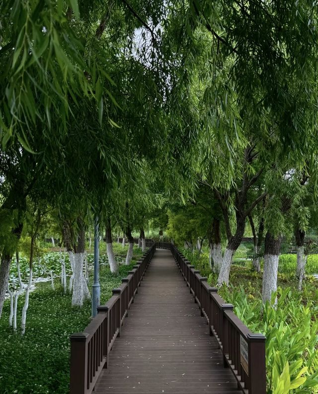 昆明嘅陰雨天簡直係人間天堂🪷