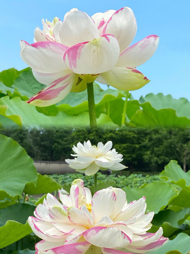 人間瑤池」普者黑｜《三生三世》取景地，我搵到神仙住嘅地方！