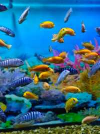 #新鴻藍海 #溫州新鴻藍海  【溫州新鴻藍海度假區】隱世海濱秘境，盡享陽光與浪花的完美假期