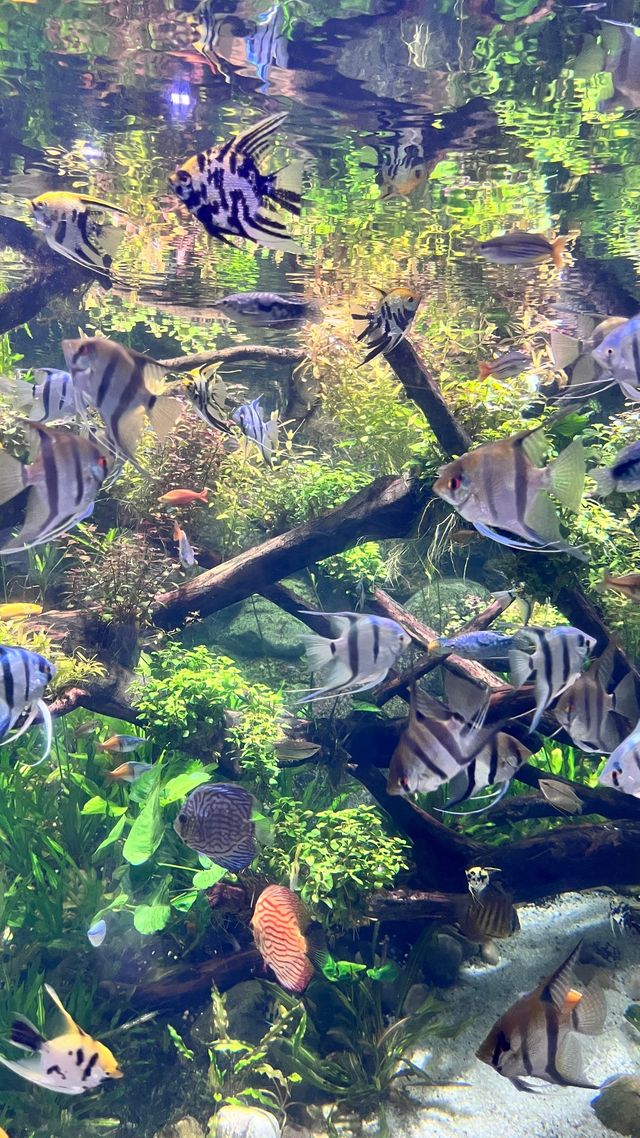 鄭州海洋館 | 超詳細遊玩攻略