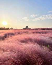 良渚遺址公園的粉黛草花海+保姆級攻略帶你遊玩絕美景點