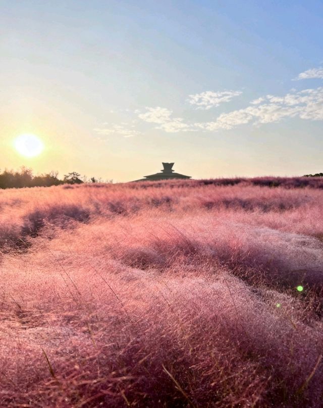 良渚遺址公園的粉黛草花海+保姆級攻略帶你遊玩絕美景點