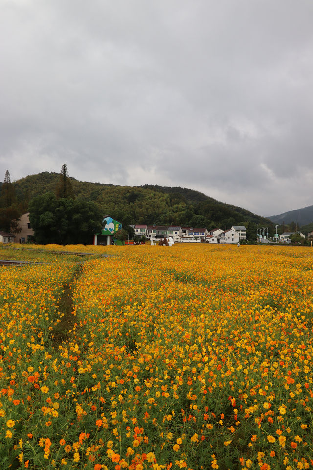 寧波最美的花海又來了，雨中更有畫面感哦
