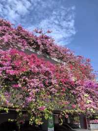 週末遛娃好去處，美爆天際的仙湖植物園。