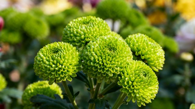 昆明10月賞菊指南｜闖入秋日限定的金色童話世界