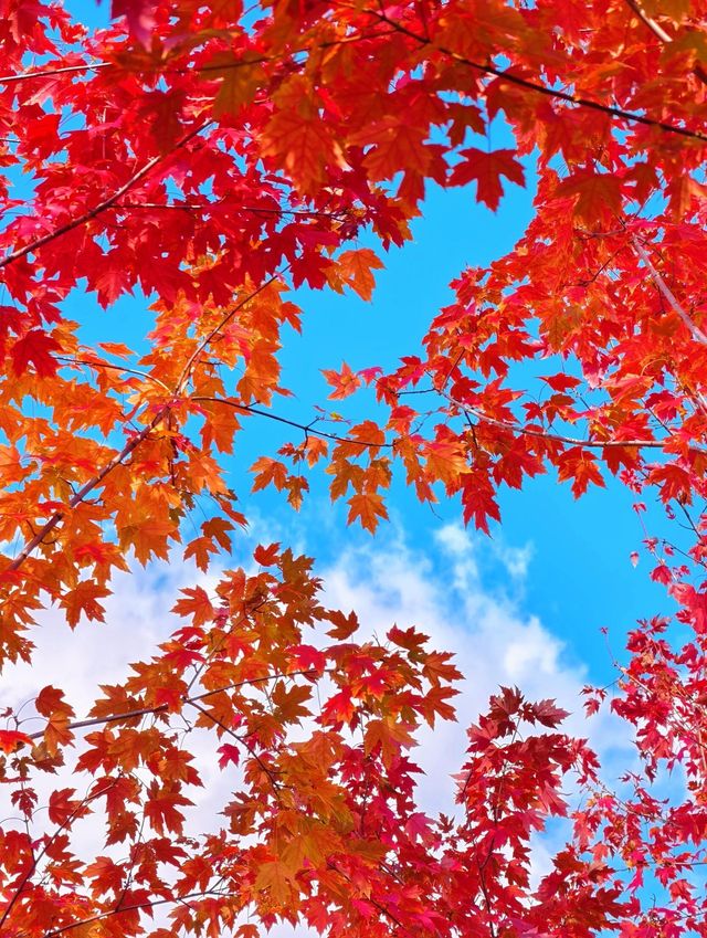 不是蛟河，是長春的紅楓島，真是美到失語！