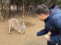 #濟南野生動物世界｜與梅花鹿0距離貼貼攻略 自駕+步行雙體驗！保姆級攻略收好！ 濟南野生動物園