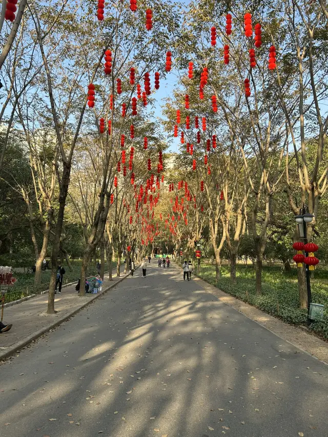 Lotus Hill Park × UpperHills × Bijia Mountain｜Urban oasis accessible by metro