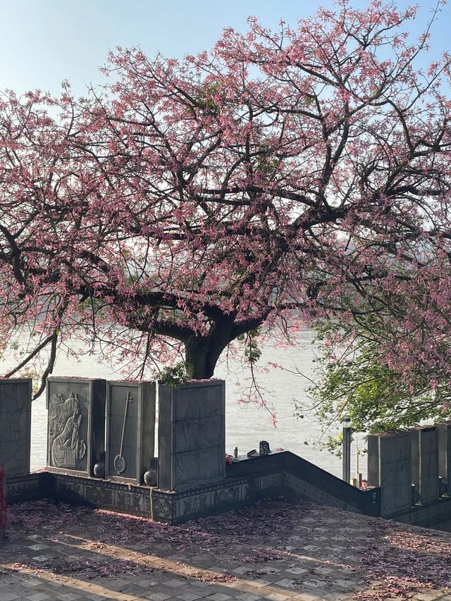 萬象城旁藏了一條浪漫花路,這週衝! 萬象城旁藏了一條浪漫花路,這週衝!