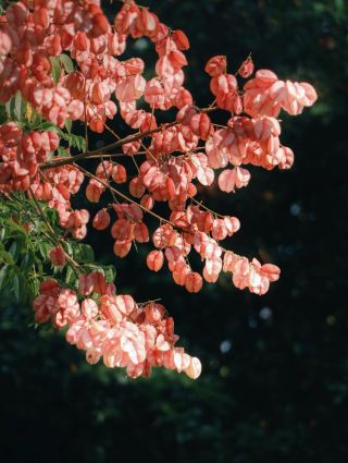 หลีกหนีเมืองและไปเยี่ยมชม Luanshu Window ที่สวยที่สุดในฉางซา | เช็คอินที่ Siye Mountain Residence