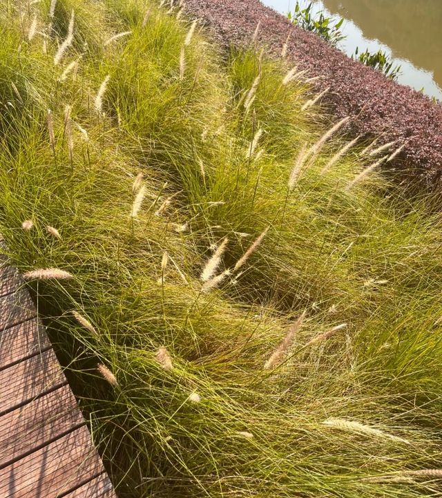 好像走進了莫奈的花園深圳恩上公園！