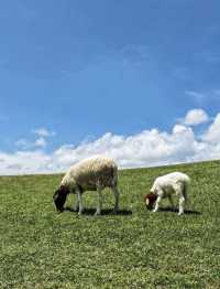 廣州周邊遊|仰天湖草原這家民宿能住到冬天
