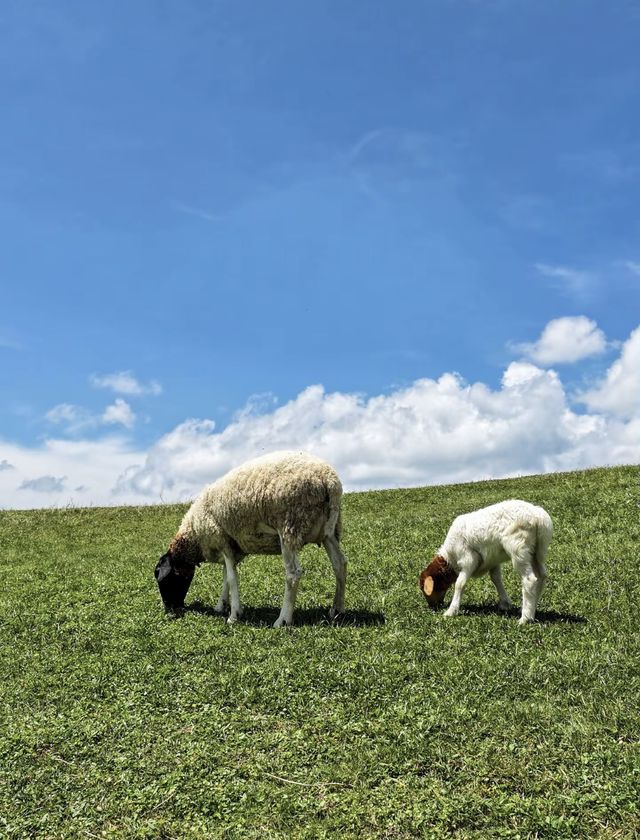 廣州周邊遊|仰天湖草原這家民宿能住到冬天 廣州周邊遊|仰天湖草原這家民宿能住到冬天