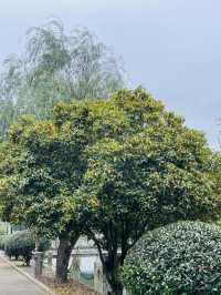 賞桂花雨的小眾去處,人少、安靜、景美!