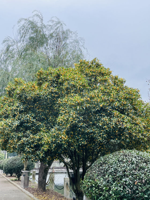 賞桂花雨的小眾去處,人少、安靜、景美! 賞桂花雨的小眾去處,人少、安靜、景美!