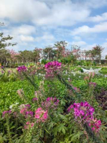 花海長廊已開啟賞花模式