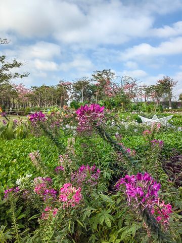 花海長廊已開啟賞花模式