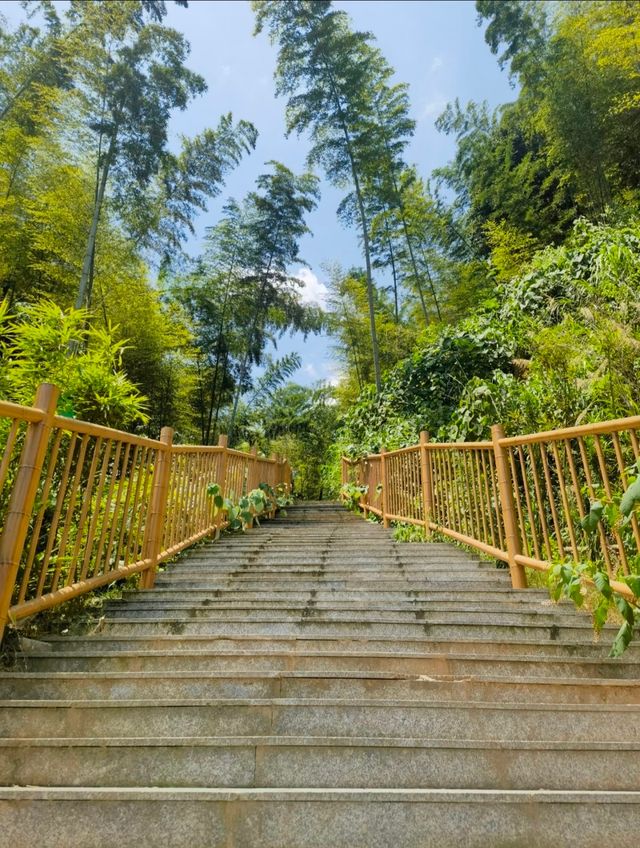 桃花江竹海遊玩攻略：竹知道，你該來浪了！