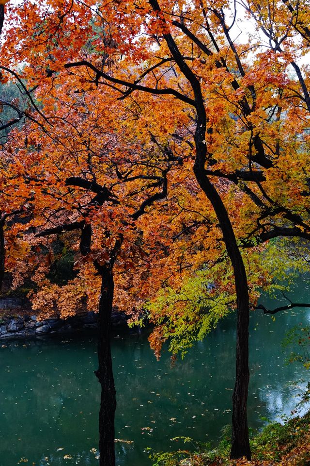 立冬的頤和園#北京的秋冬