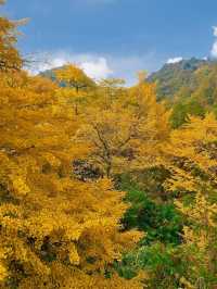 被時光遺忘的金色童話！錯過再等一年！