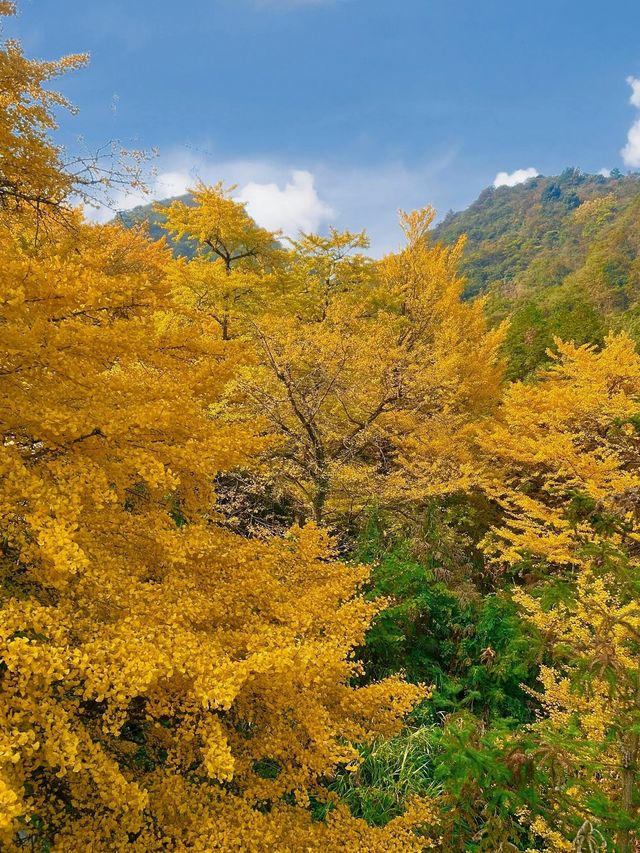 被時光遺忘的金色童話！錯過再等一年！