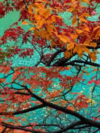 成都1h直達！川西「小九寨溝」美到失語，彩林已紅透