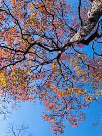 南京11月賞秋攻略：10個寶藏地直接衝，超出片！