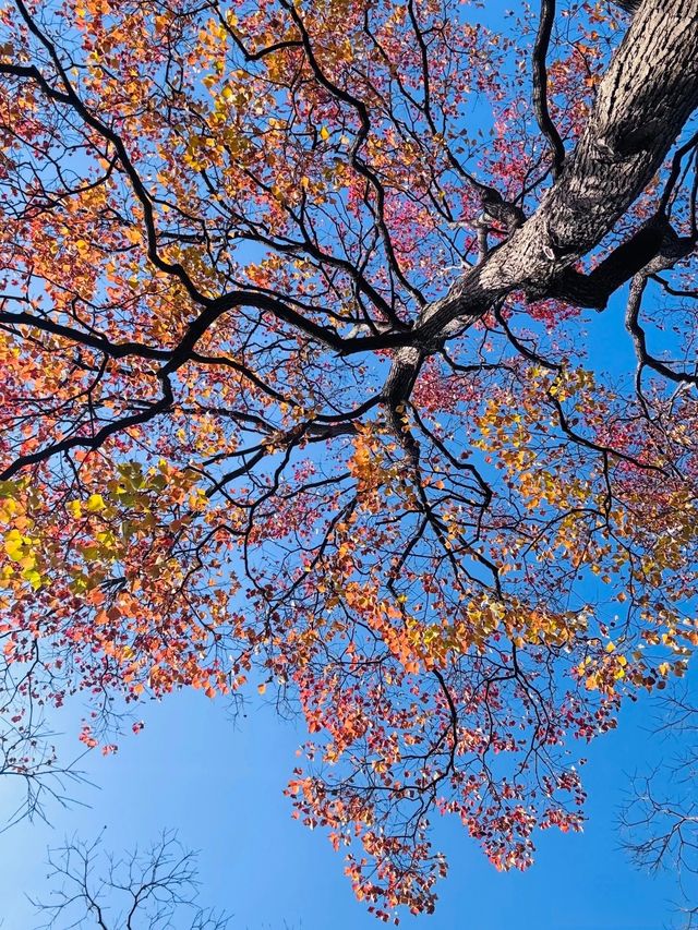 南京11月賞秋攻略：10個寶藏地直接衝，超出片！