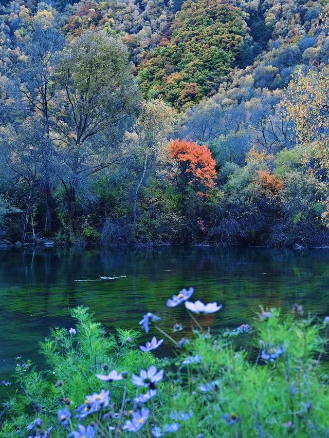 川西小眾秘境｜松坪溝的秋天美到窒息
