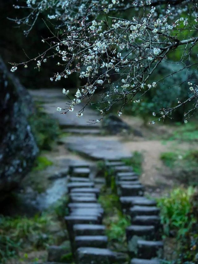 武夷山秋日秘境，美到窒息的旅行攻略