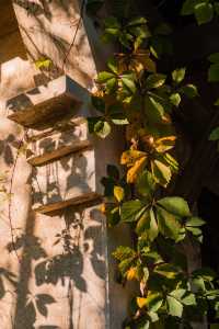 烏村的秋，藏在被忽略的細節裡