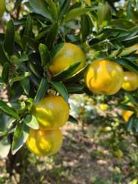 挖到一條寶藏秋遊採橘子路線！