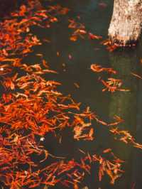 休寧朱村落羽杉｜闖入現實版油畫秋色世界