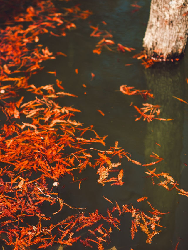 休寧朱村落羽杉｜闖入現實版油畫秋色世界