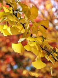 秋霜送君千里遠，月候來年嶺上紅