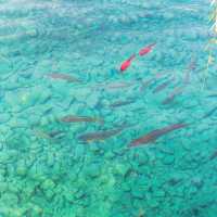 河南藏着個「北方小西湖」！7點前免費逛，1.5h直達玻璃泉