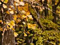 秋日必打卡！南京清涼山銀杏谷免費逛這樣玩更盡興！