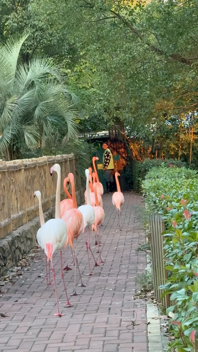 Lk|上野動物園 Lk|上野動物園