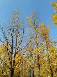 秦陵遺址賞秋攻略