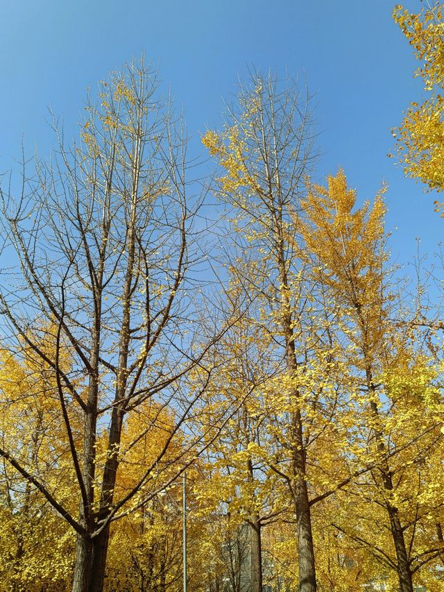 秦陵遺址賞秋攻略