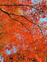 上海黃浦南園遊玩全攻略來了!!!