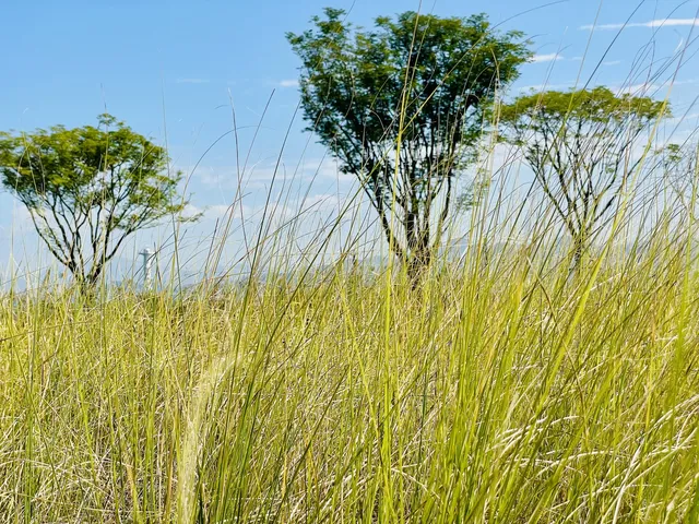 深圳又多一個週末遛娃、海邊徒步的好去處 深圳又多一個週末遛娃、海邊徒步的好去處