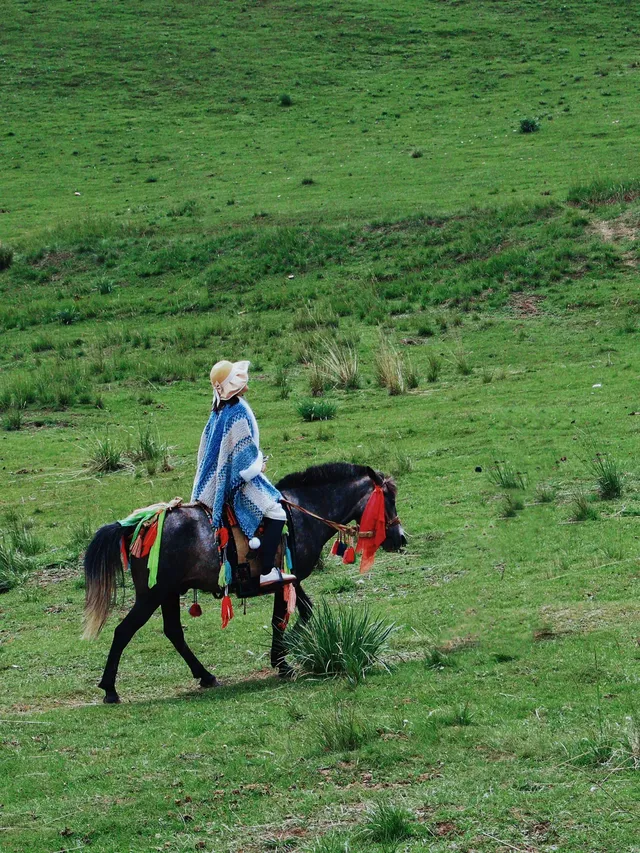 七月的抓喜秀龍草原