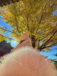 不是北京｜真的在麗江今日實況美哭了