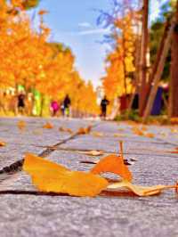 上海秋日頂流|世紀公園銀杏大道美到窒息!